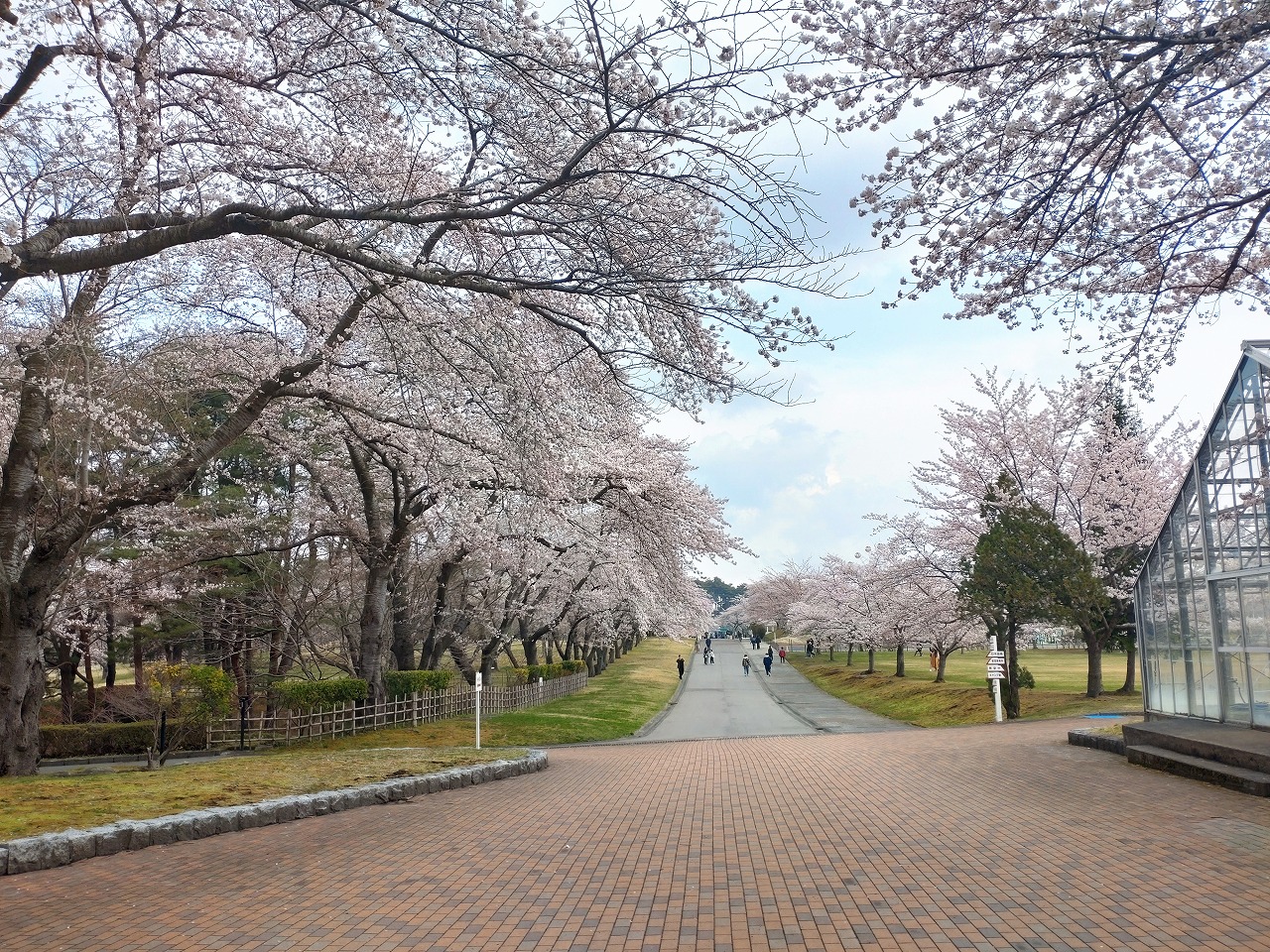八戸公園　サクラの杜ゾーン　桜