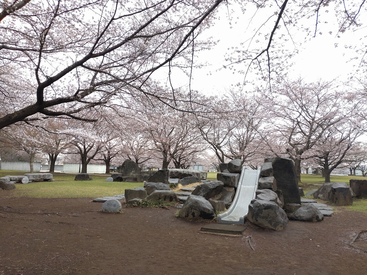 新井田公園　桜　遊具