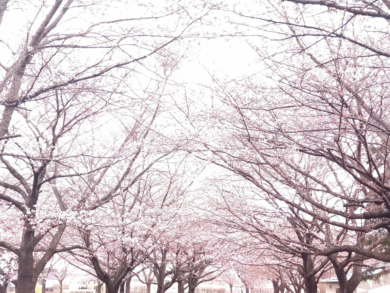 新井田公園　桜　トンネル