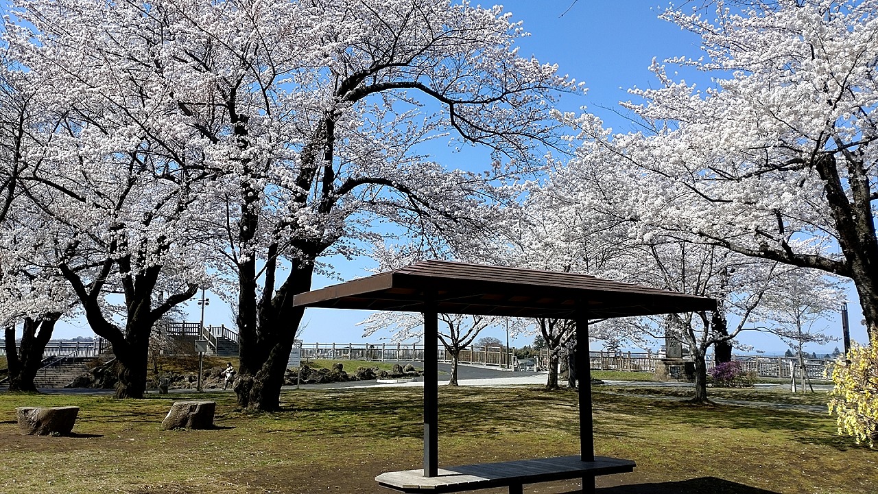 三八城公園　晴天　桜