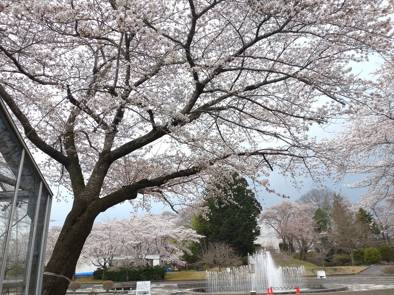 八戸公園　桜の木　噴水