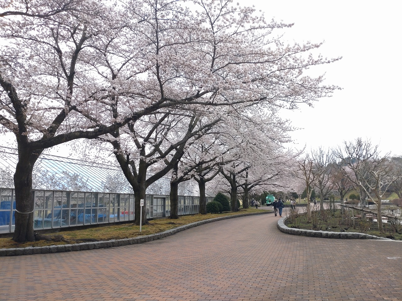八戸公園　遊園地ゾーン　桜
