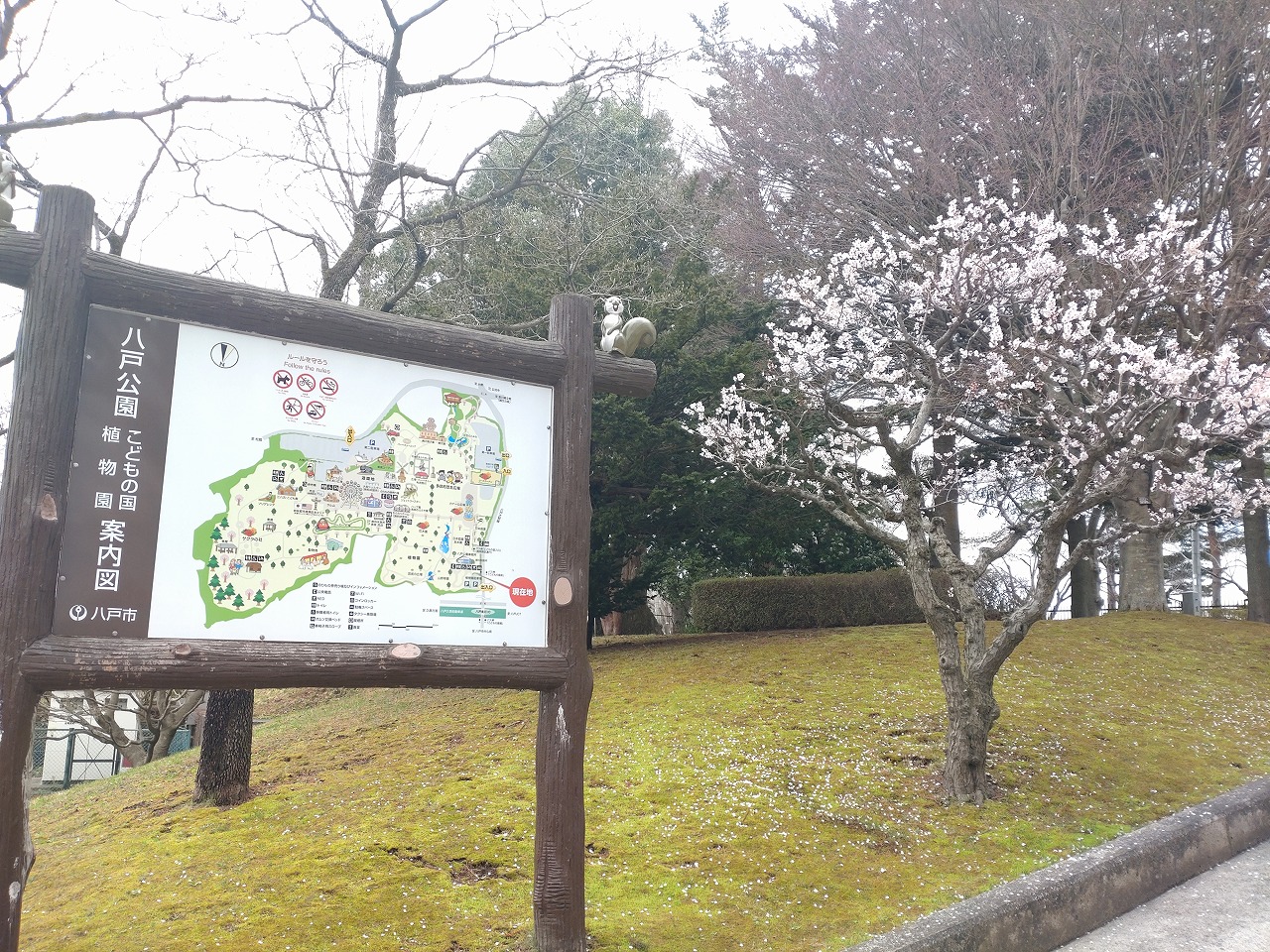 八戸公園　案内看板　桜