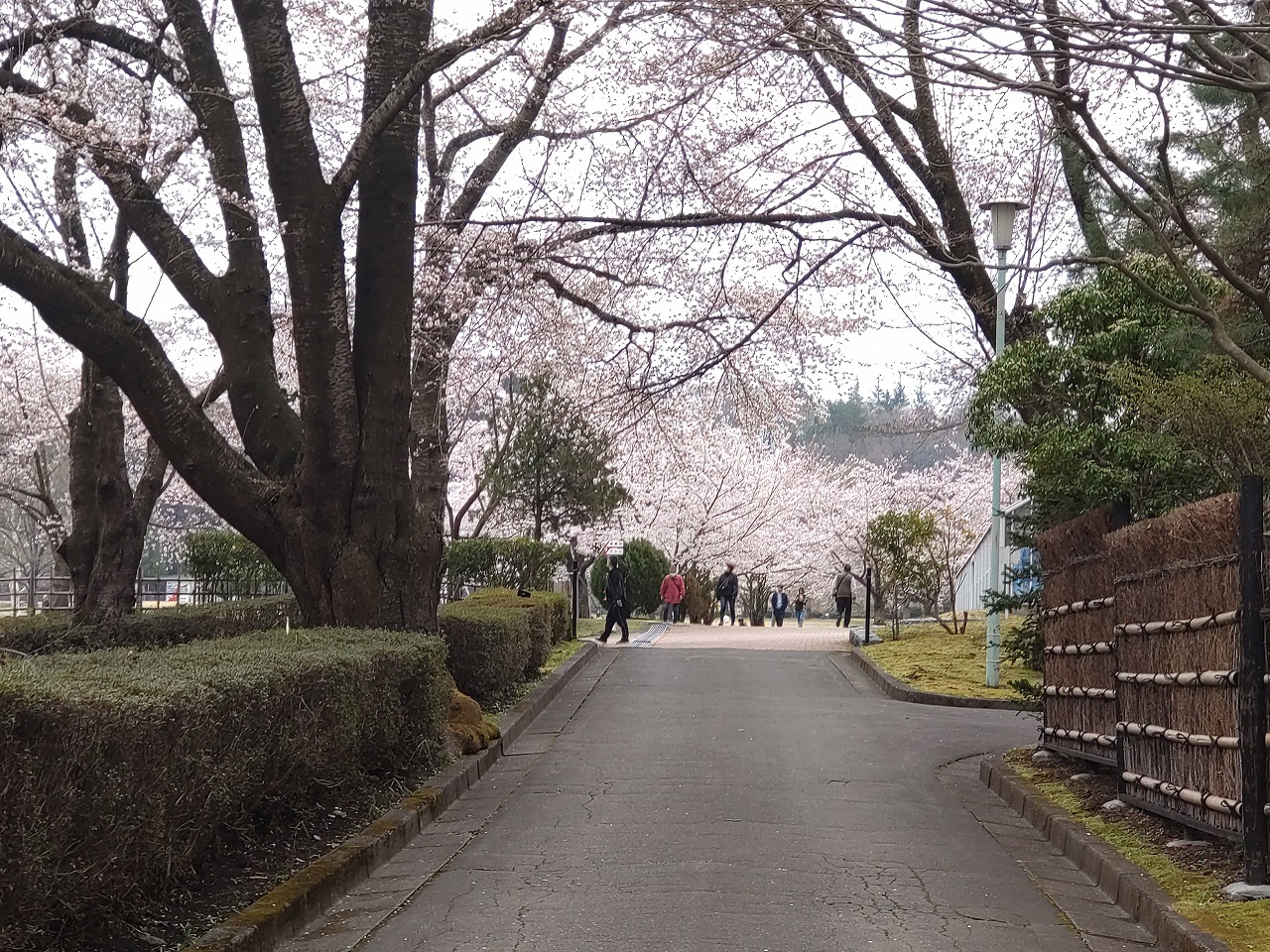 八戸公園　桜　芝生広場ゾーン