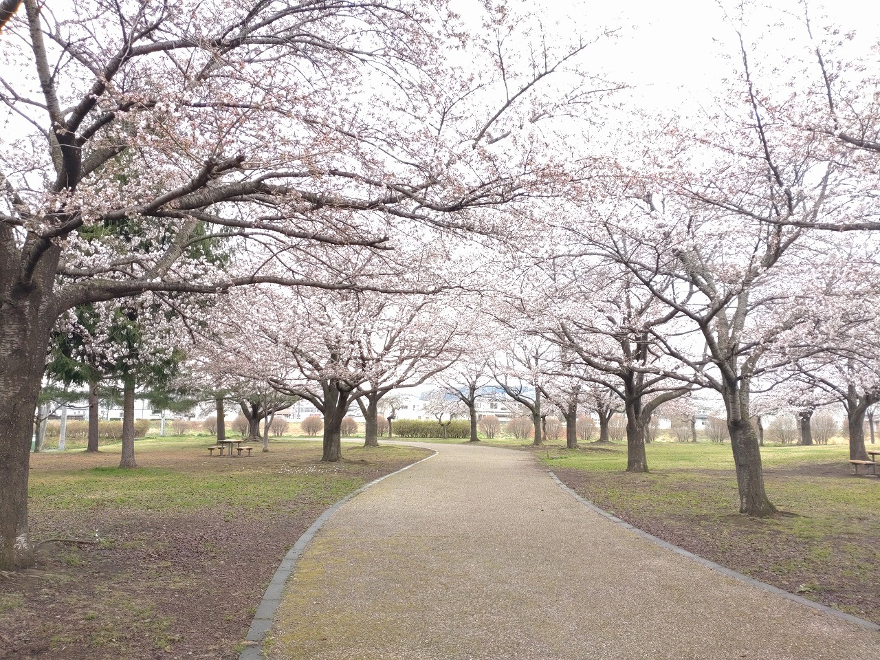 新井田公園　桜　街道