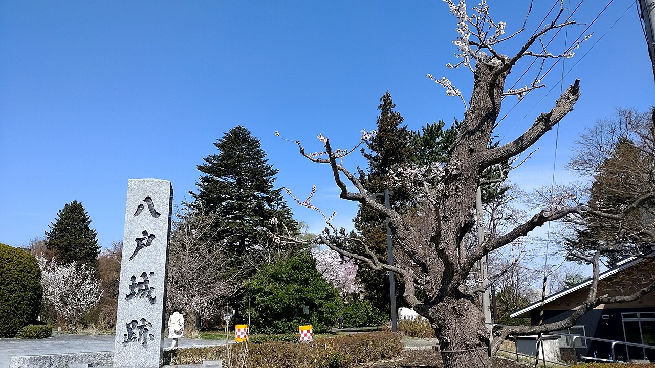 三八城公園　日本庭園　桜