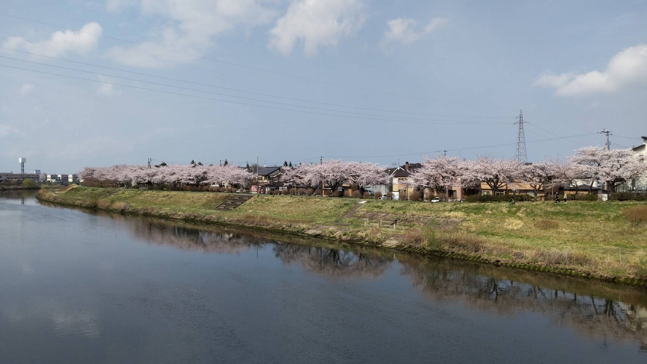 新井田公園　川面　桜