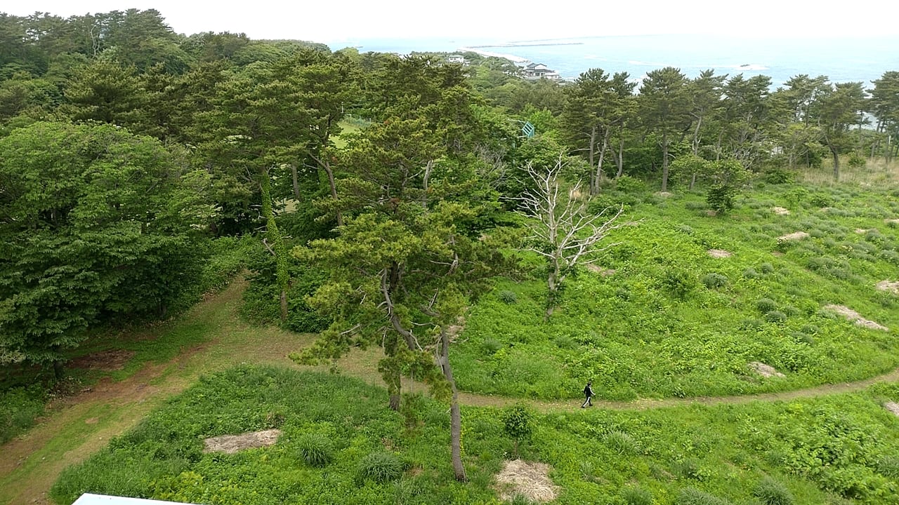 鮫角灯台　景色　森林