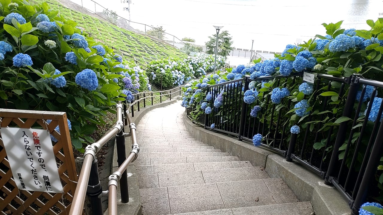 館鼻公園　紫陽花　手すり階段