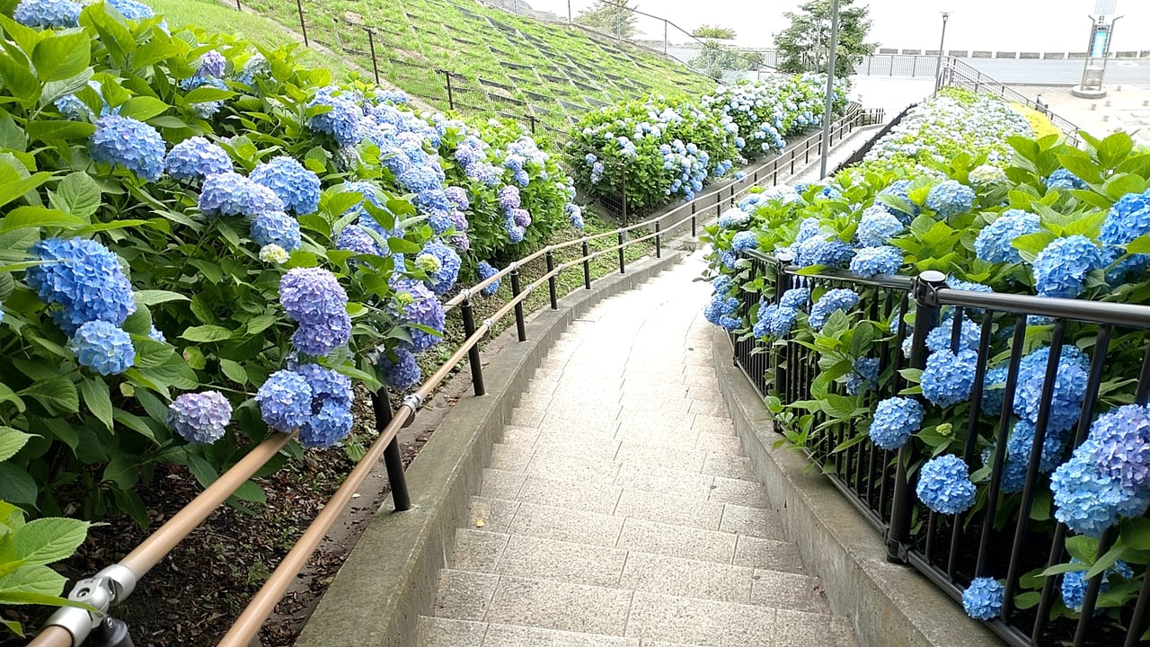 館鼻公園　紫陽花　ロード