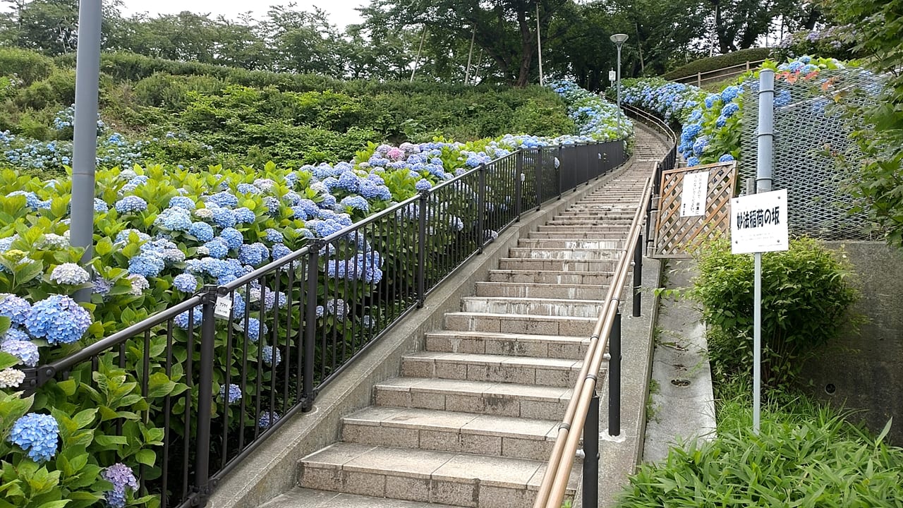 館鼻公園　紫陽花　見頃