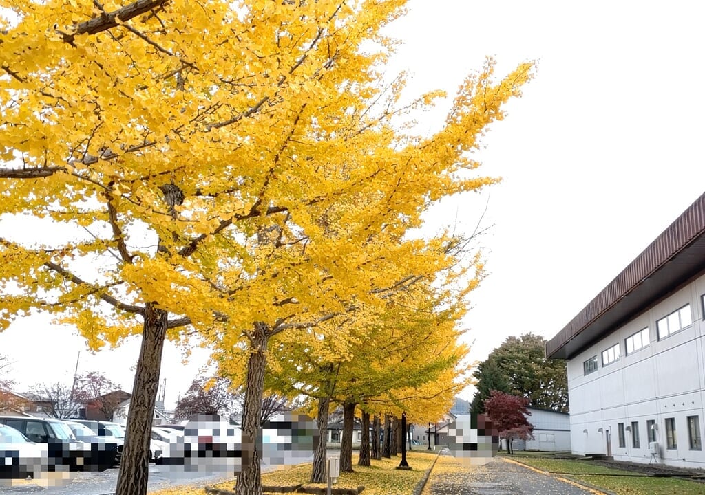 イチョウ　新井田公園　駐車場