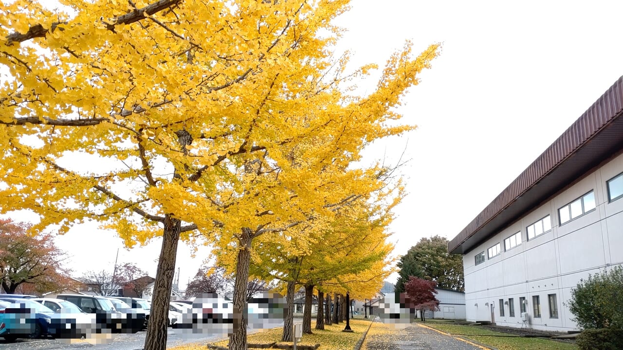 イチョウ　新井田公園　駐車場