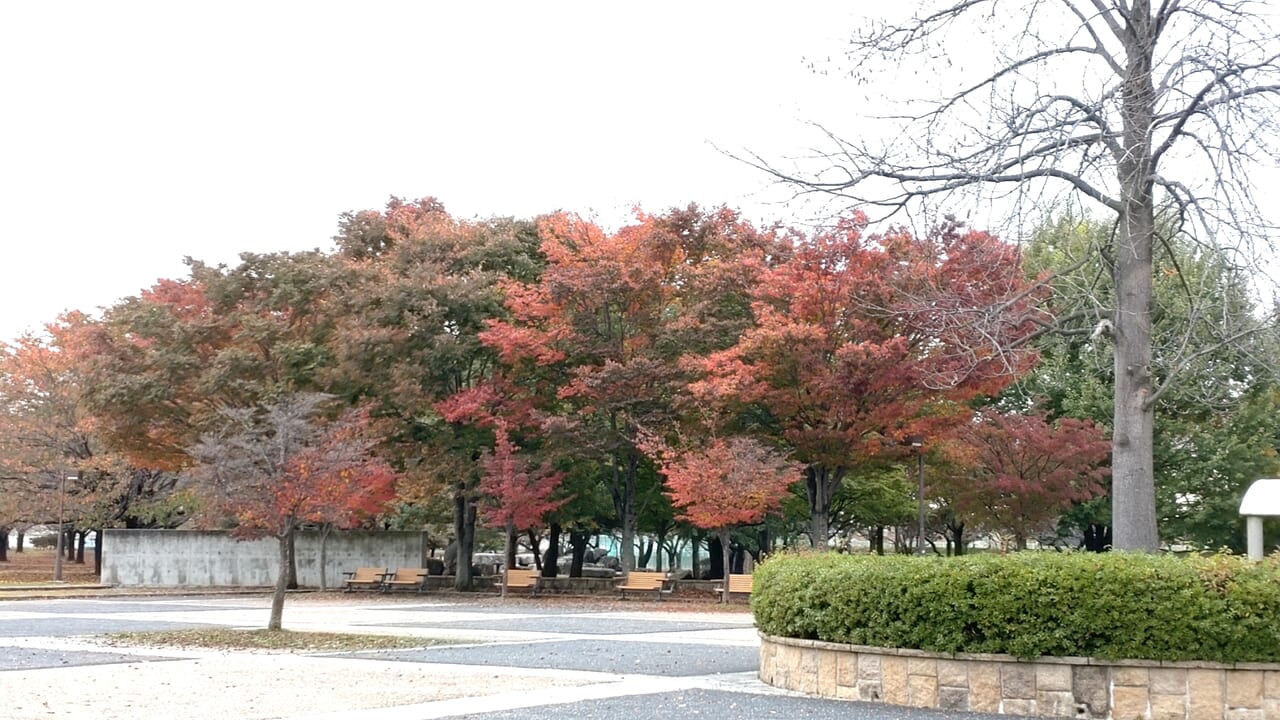 新井田公園　広場　紅葉