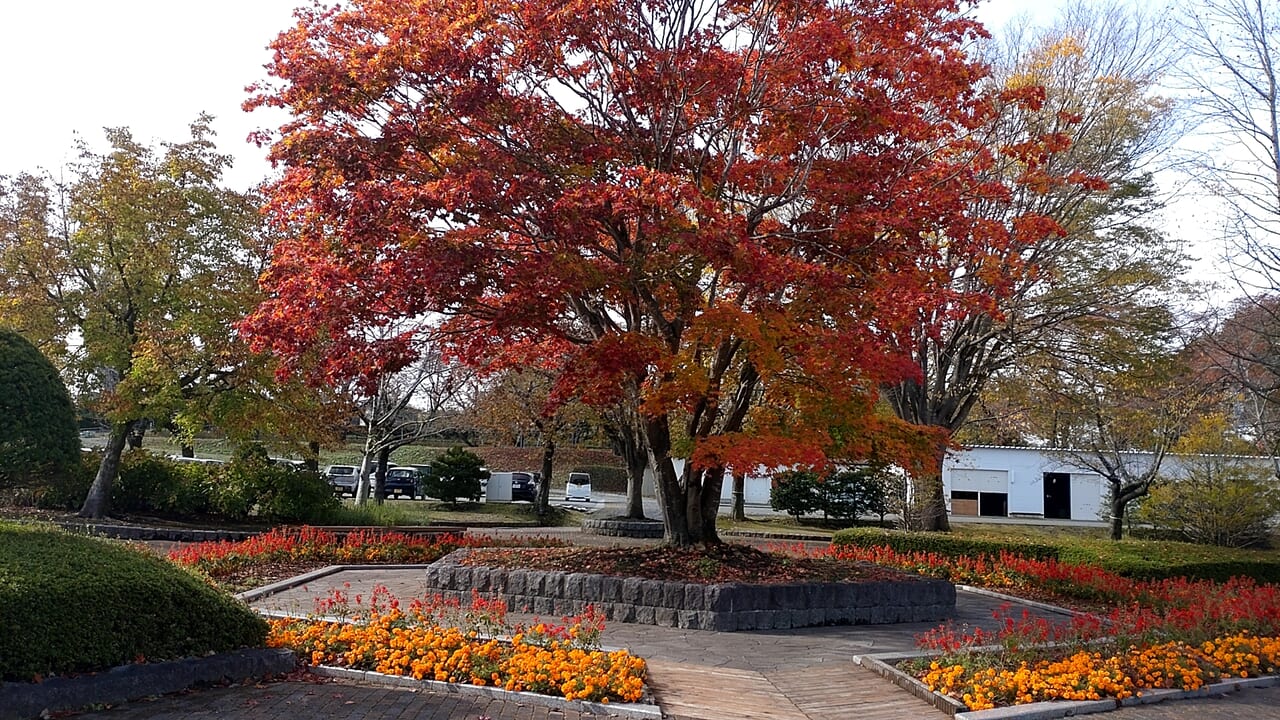 紅葉　八戸公園　園内