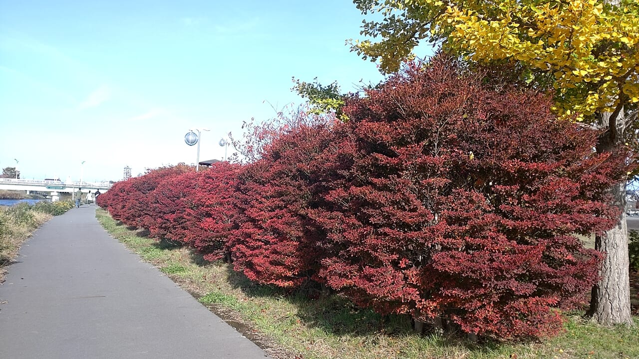 新井田公園　川沿い　紅葉