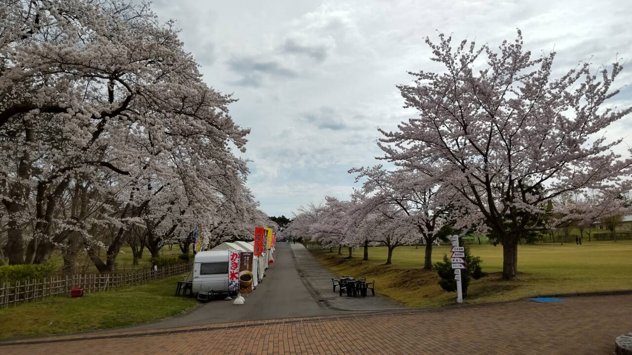 八戸公園　出店　桜