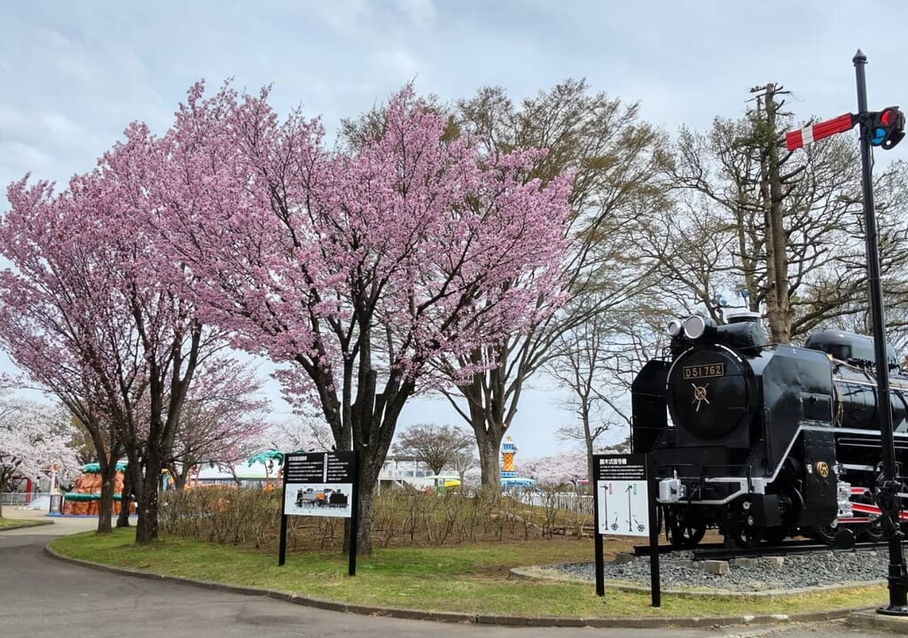 八戸公園　桜　蒸気機関車