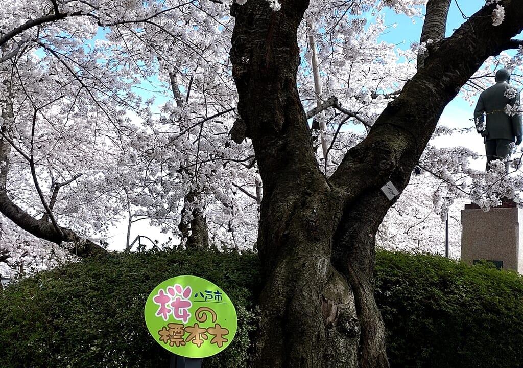 桜の標本木　館鼻公園　実物