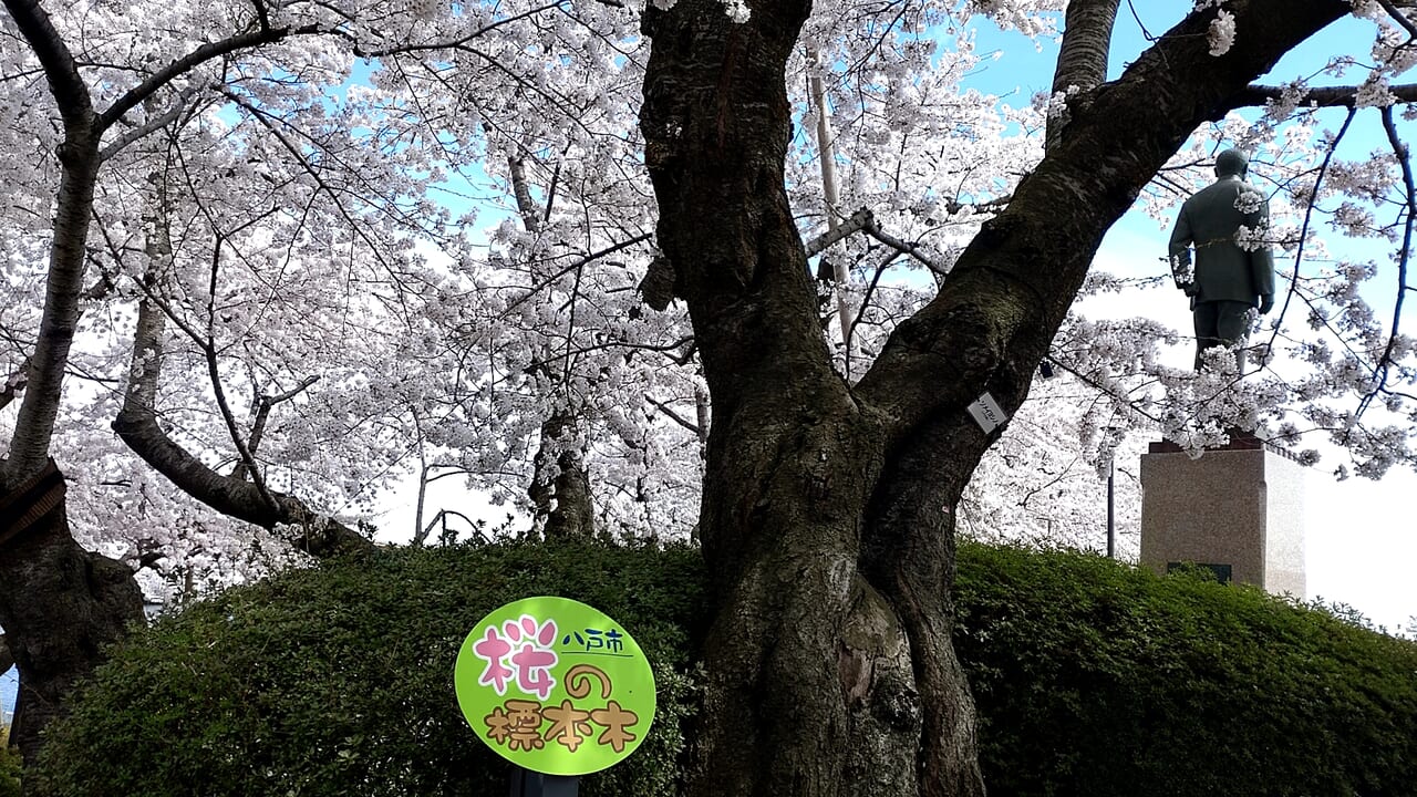 桜の標本木　館鼻公園　実物