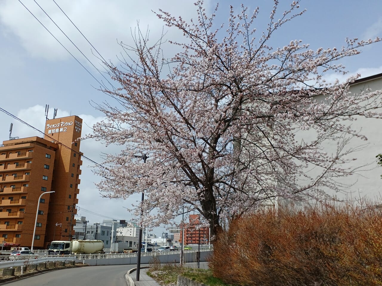 ベイブリッジ桜