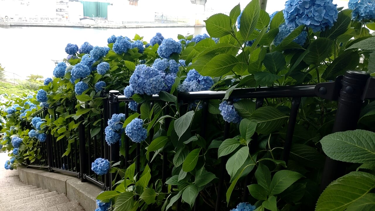 アジサイ　青色　館鼻公園