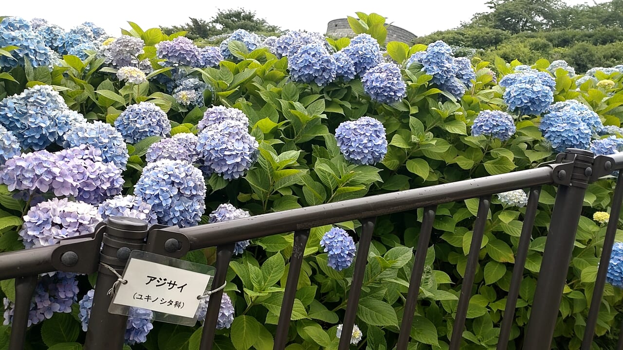 館鼻公園　階段　アジサイ