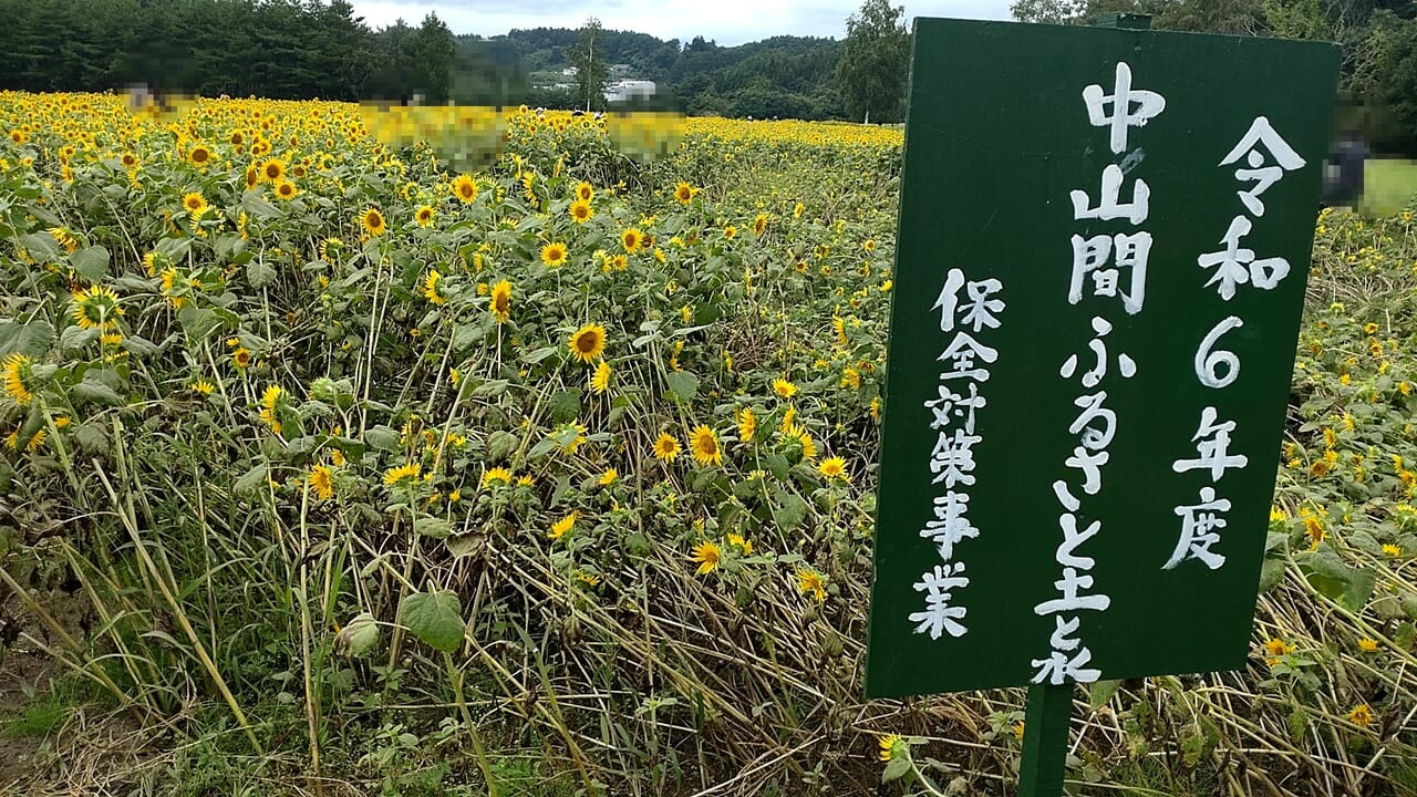 山の学校　ひまわり畑　看板