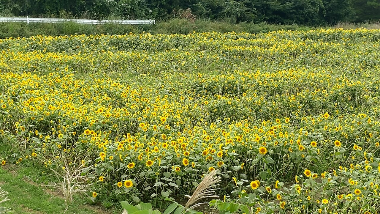 ひまわり畑　山の学校　ビジュアル