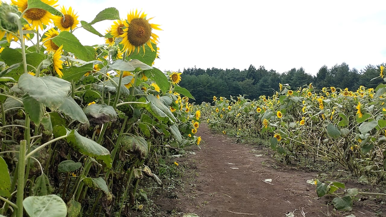 山の学校　ひまわり畑　道幅