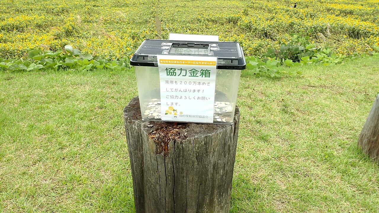 山の学校　ひまわり畑　募金箱