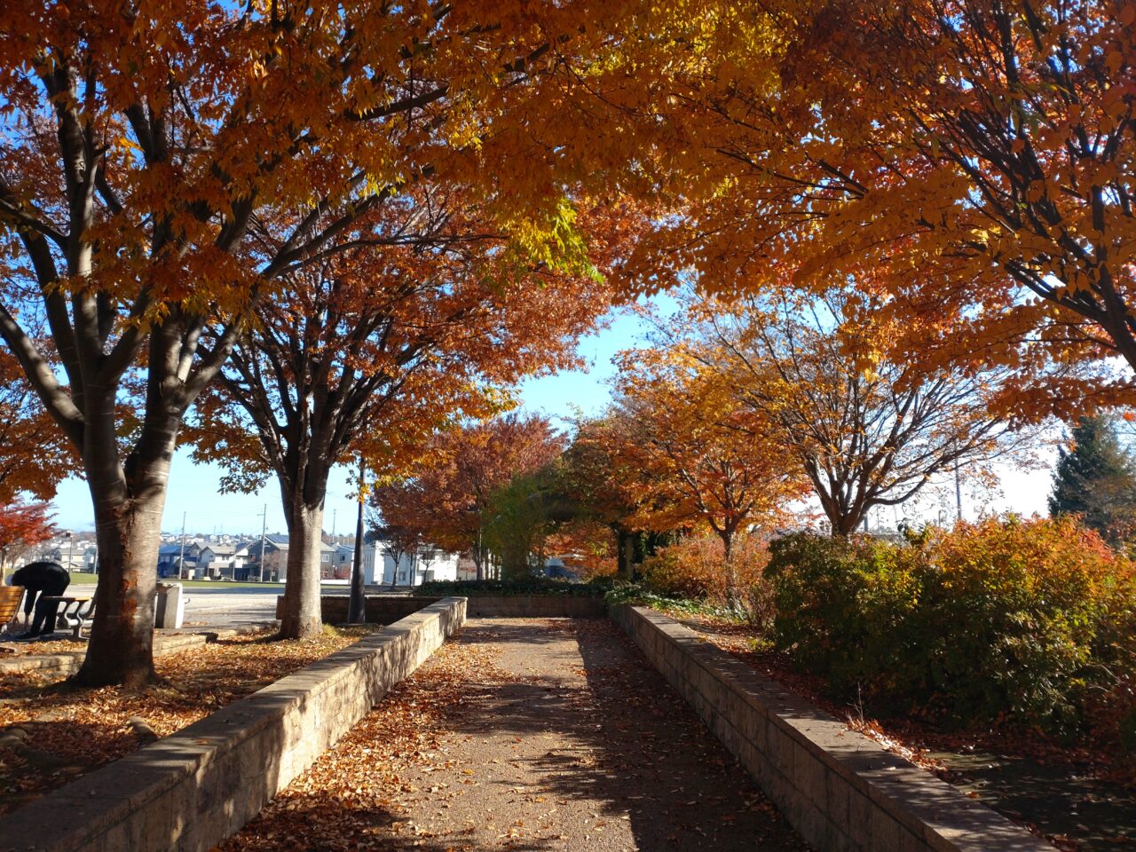 新井田公園　敷地内　落ち葉絨毯