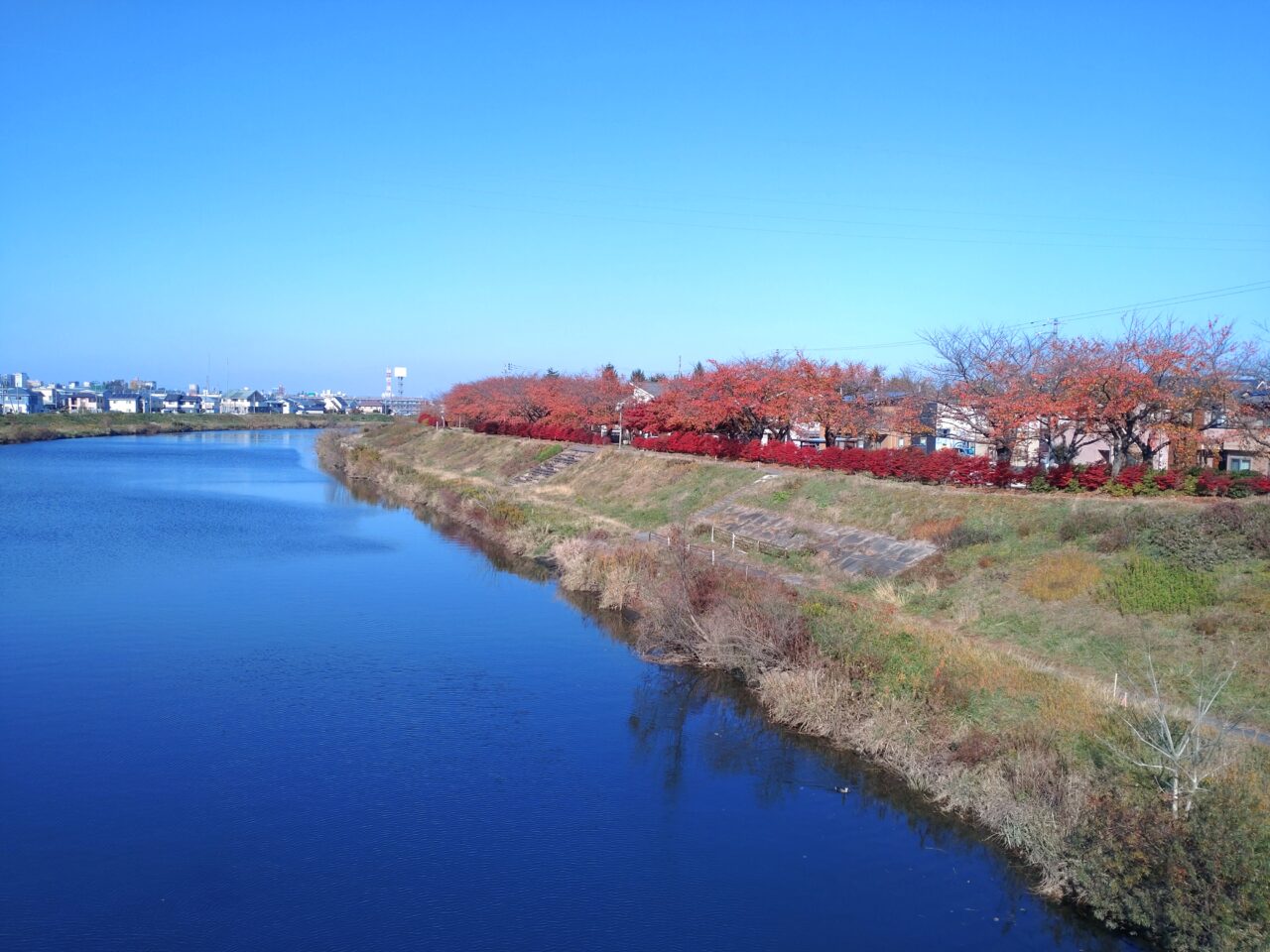 新井田川　新井田大橋　紅葉