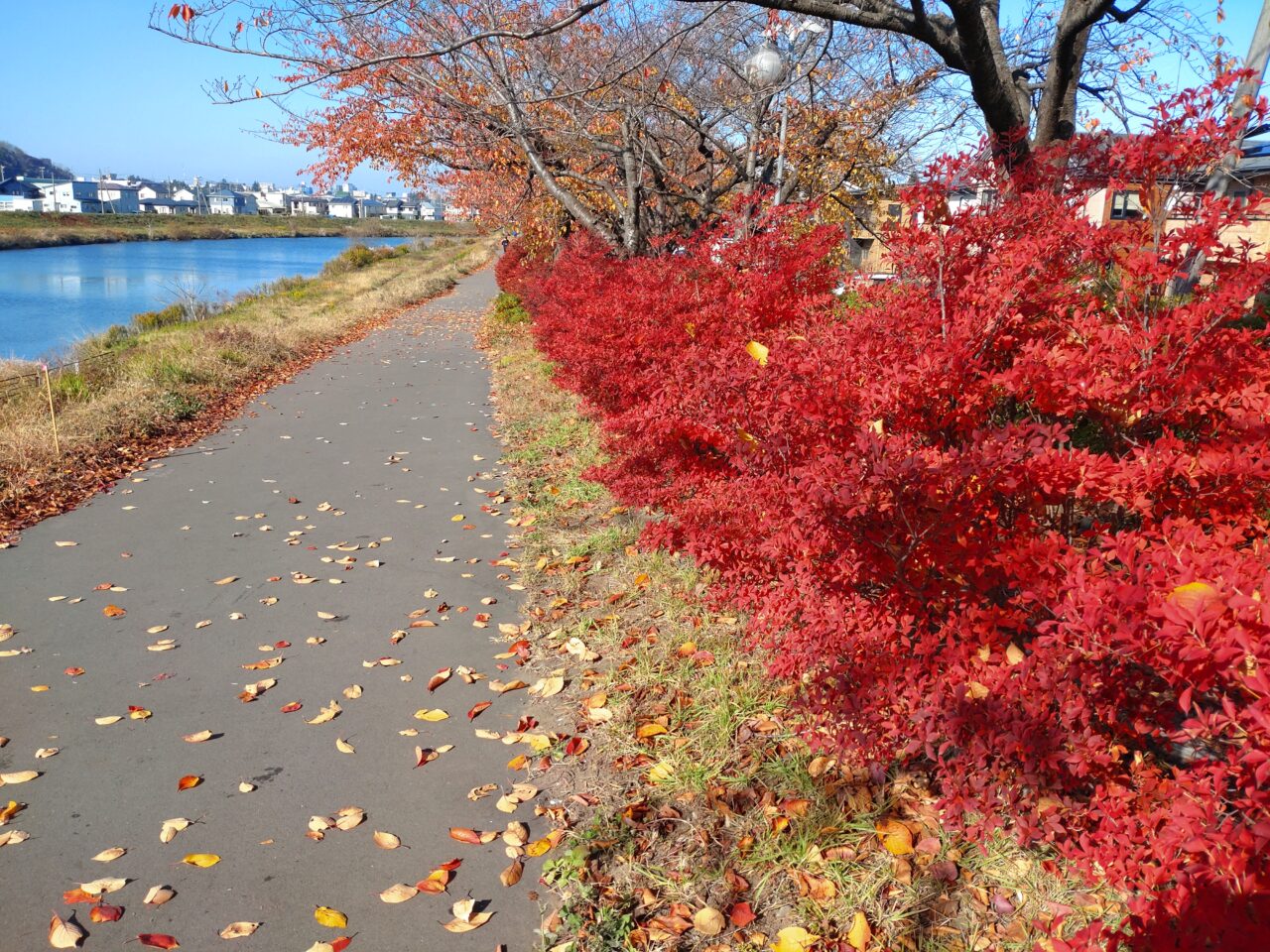 新井田川周辺　紅葉　落ち葉