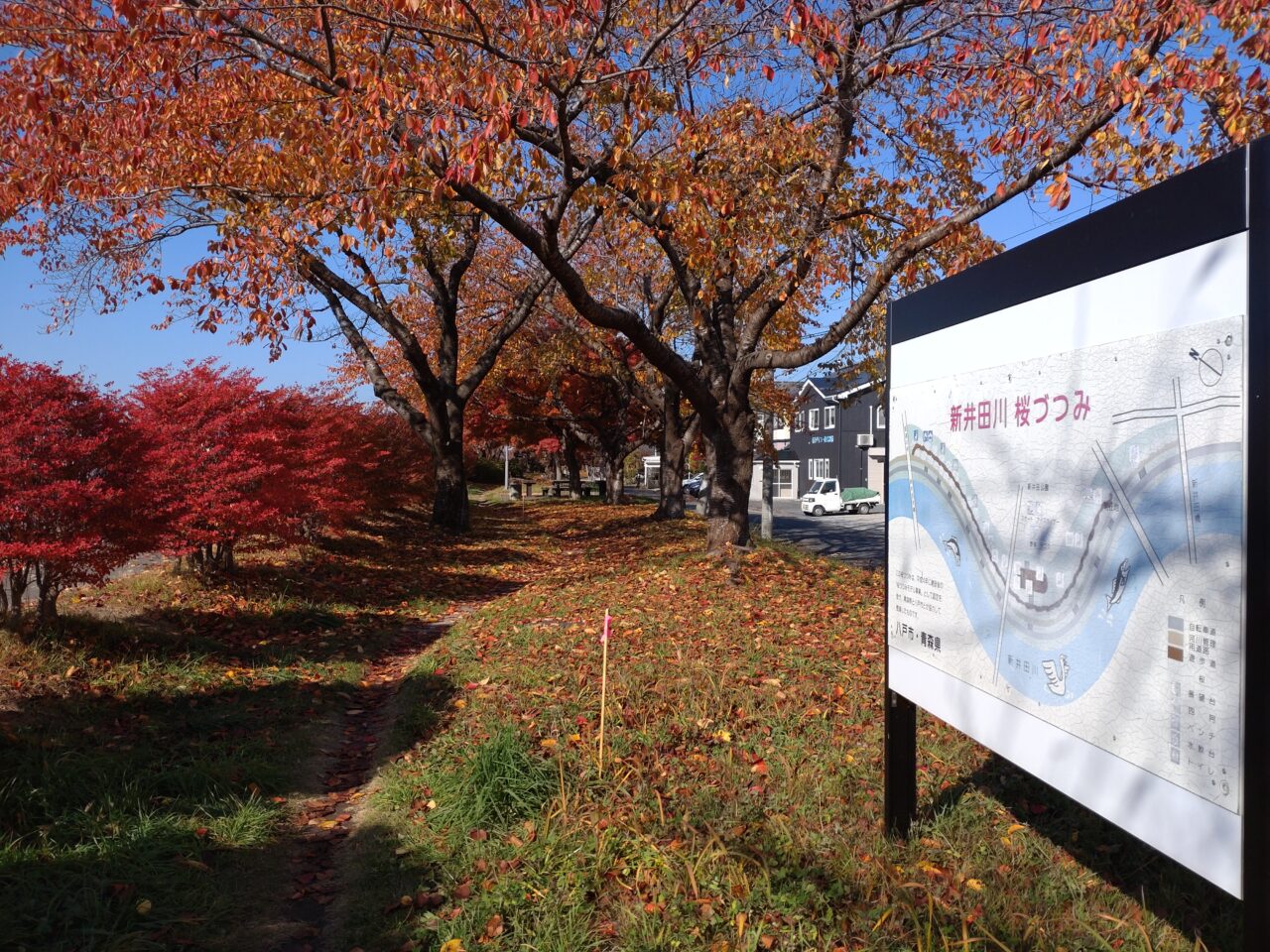 新井田川　桜づつみ　紅葉ロード