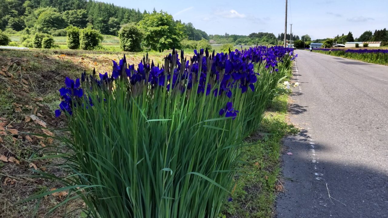 アヤメロード　南郷　道端