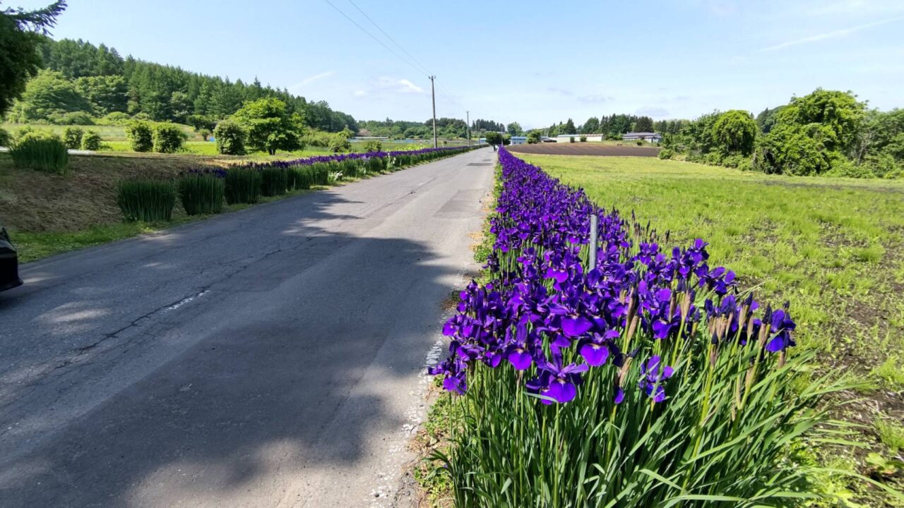 南郷　アヤメ　街道