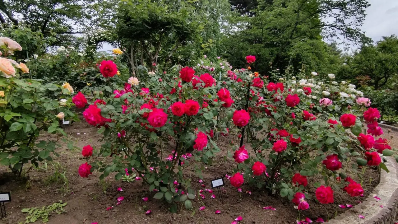 庭園　八戸公園　赤バラ