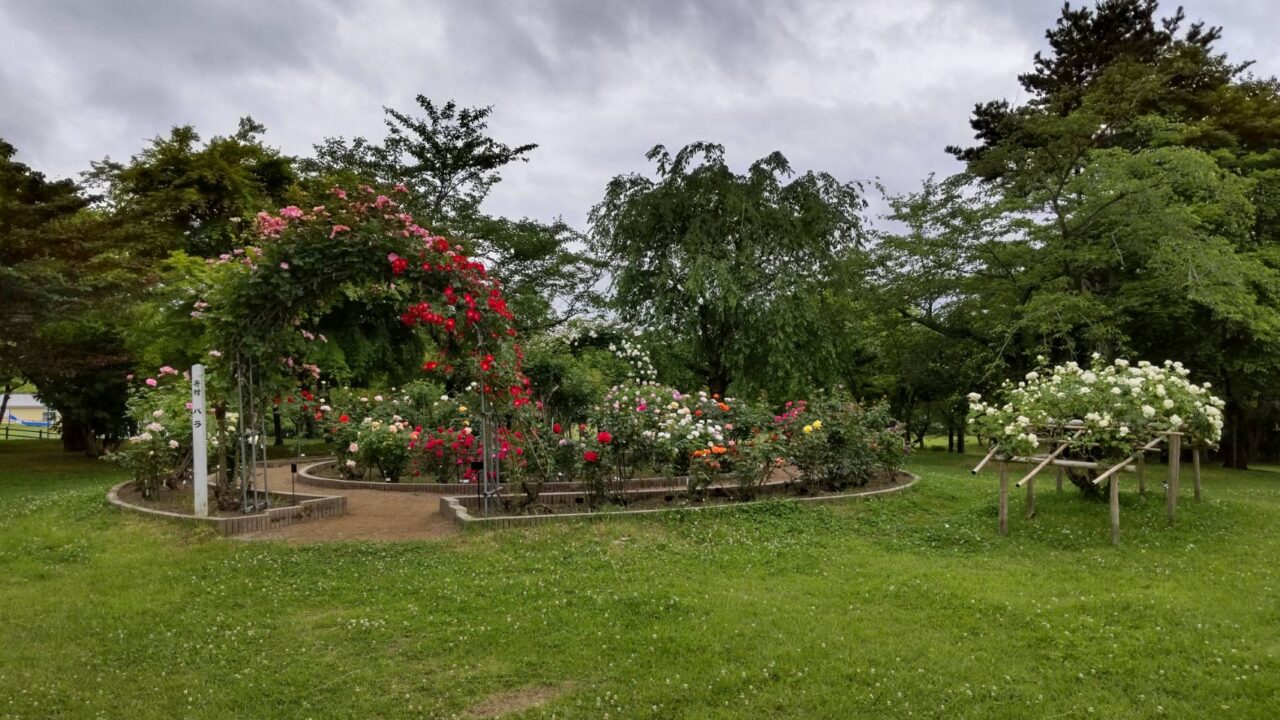 バラ　赤　庭園