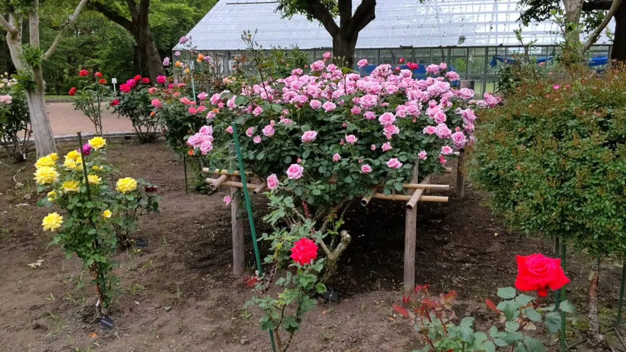 各種　バラ　八戸公園