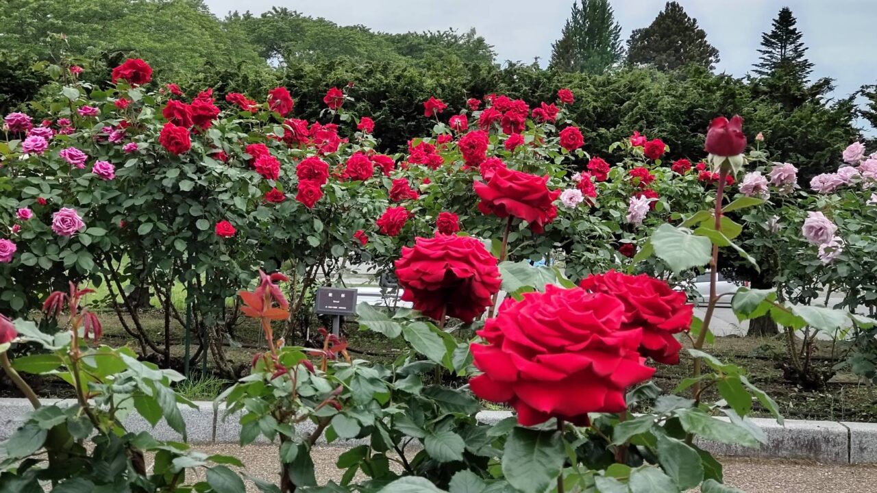 バラ園　赤バラ　八戸公園
