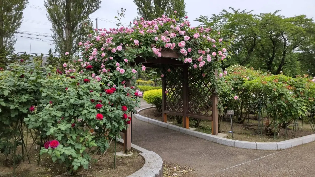 バラ園　八戸公園　門