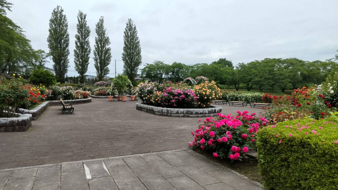 バラ　各種　庭園