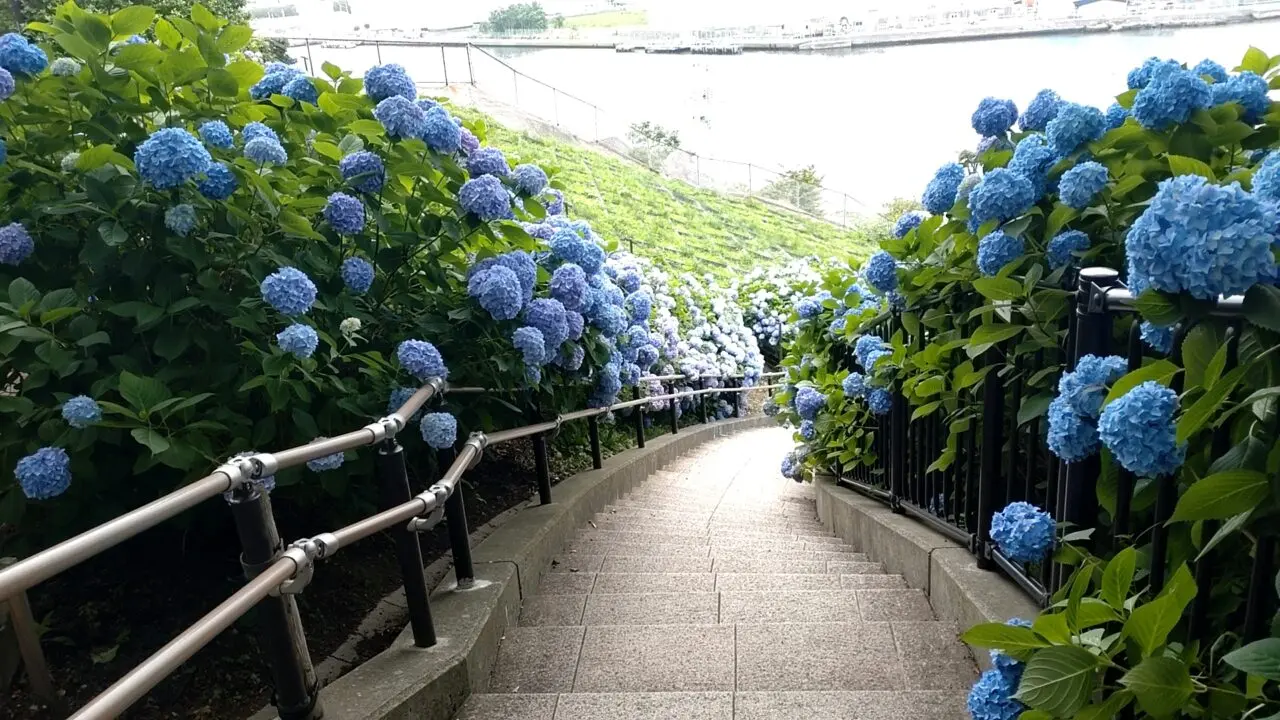 館鼻公園　アジサイ　階段