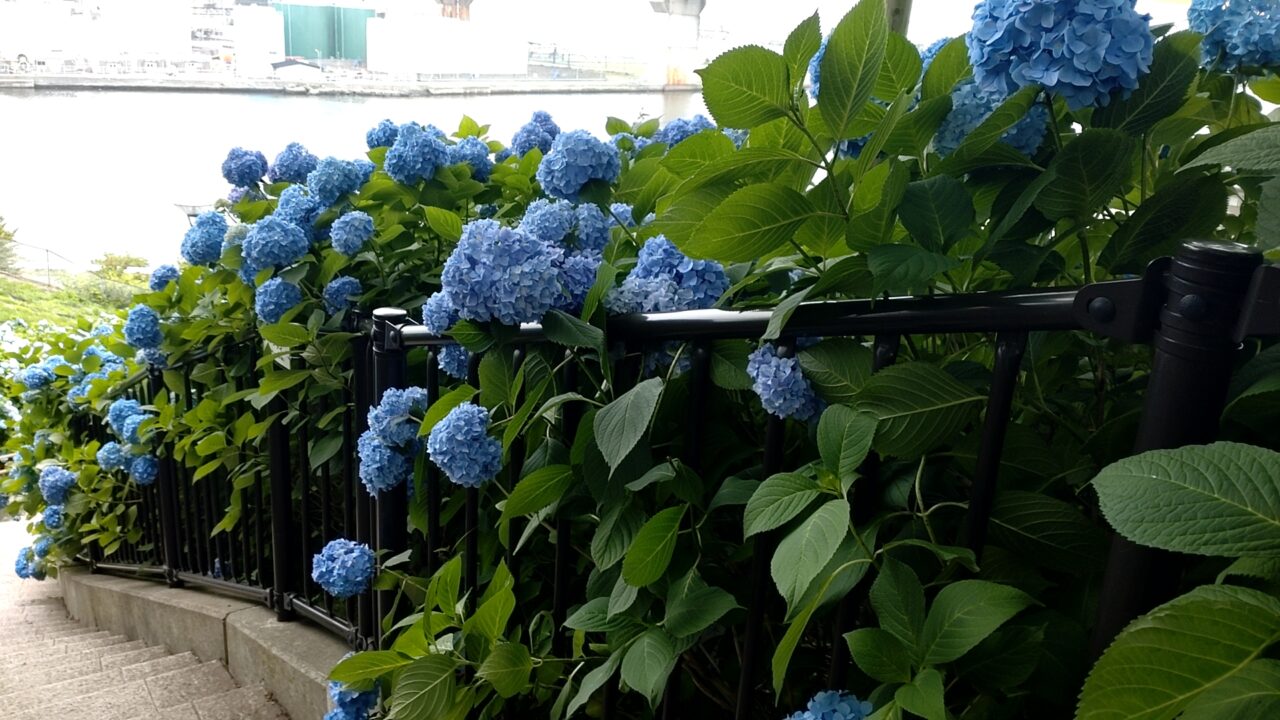 アジサイ　梅雨　館鼻公園