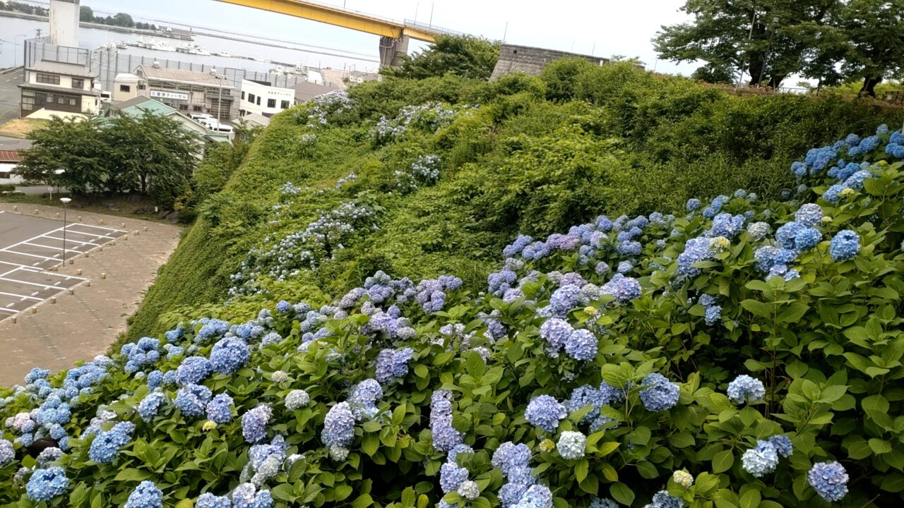 館鼻公園　アジサイ　山辺