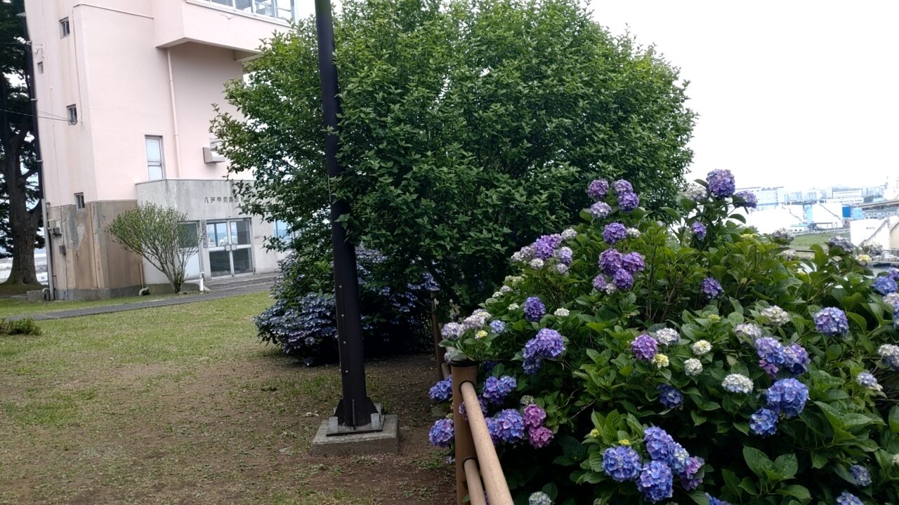 アジサイ　館鼻公園　グレットタワー