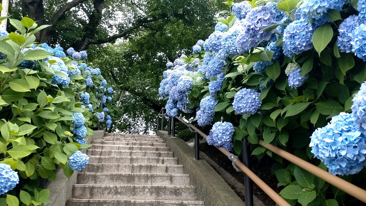 館鼻　階段　アジサイ各種