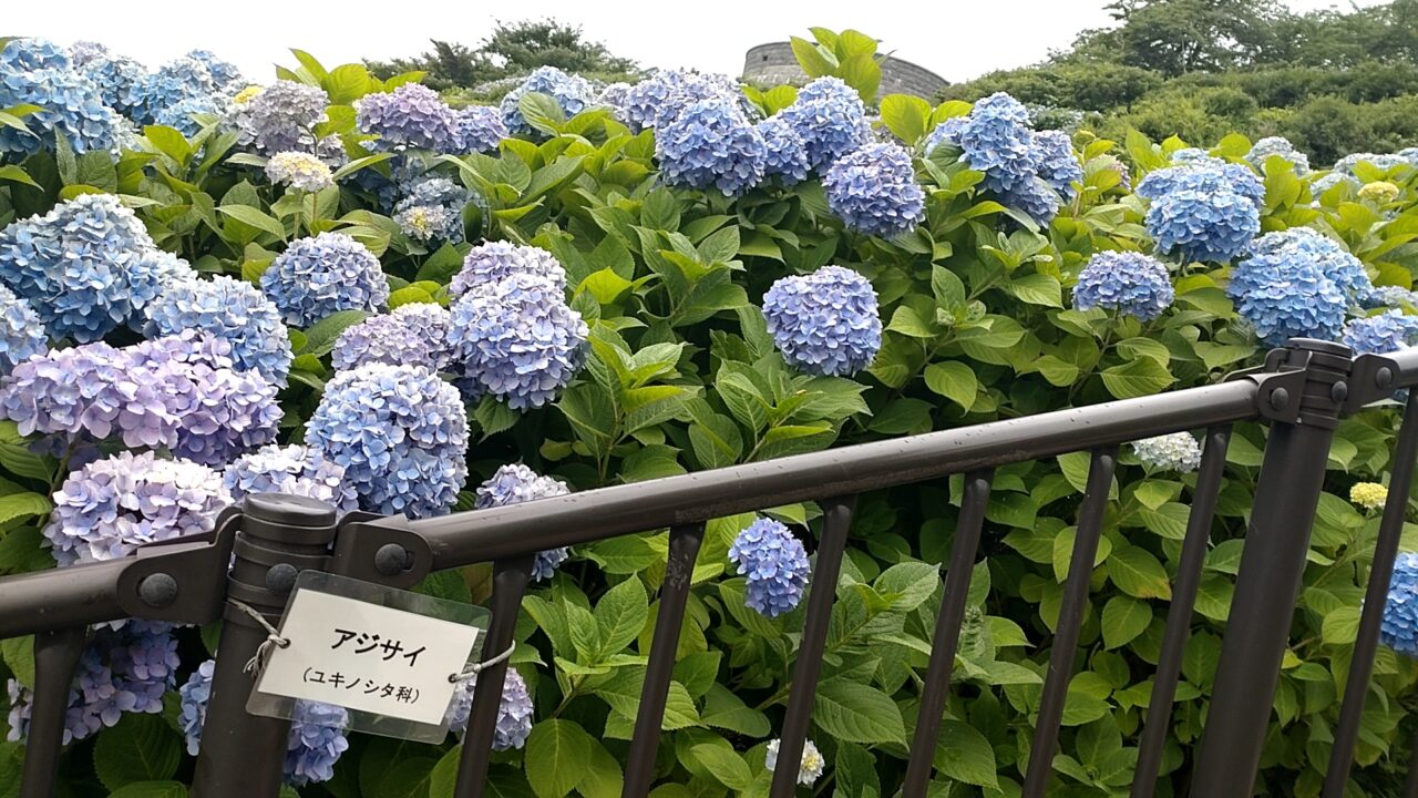 アジサイ　階段　館鼻公園