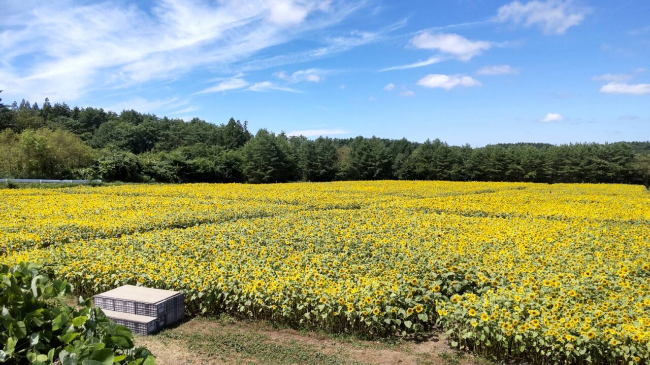 山の楽校　ひまわり畑　絨毯